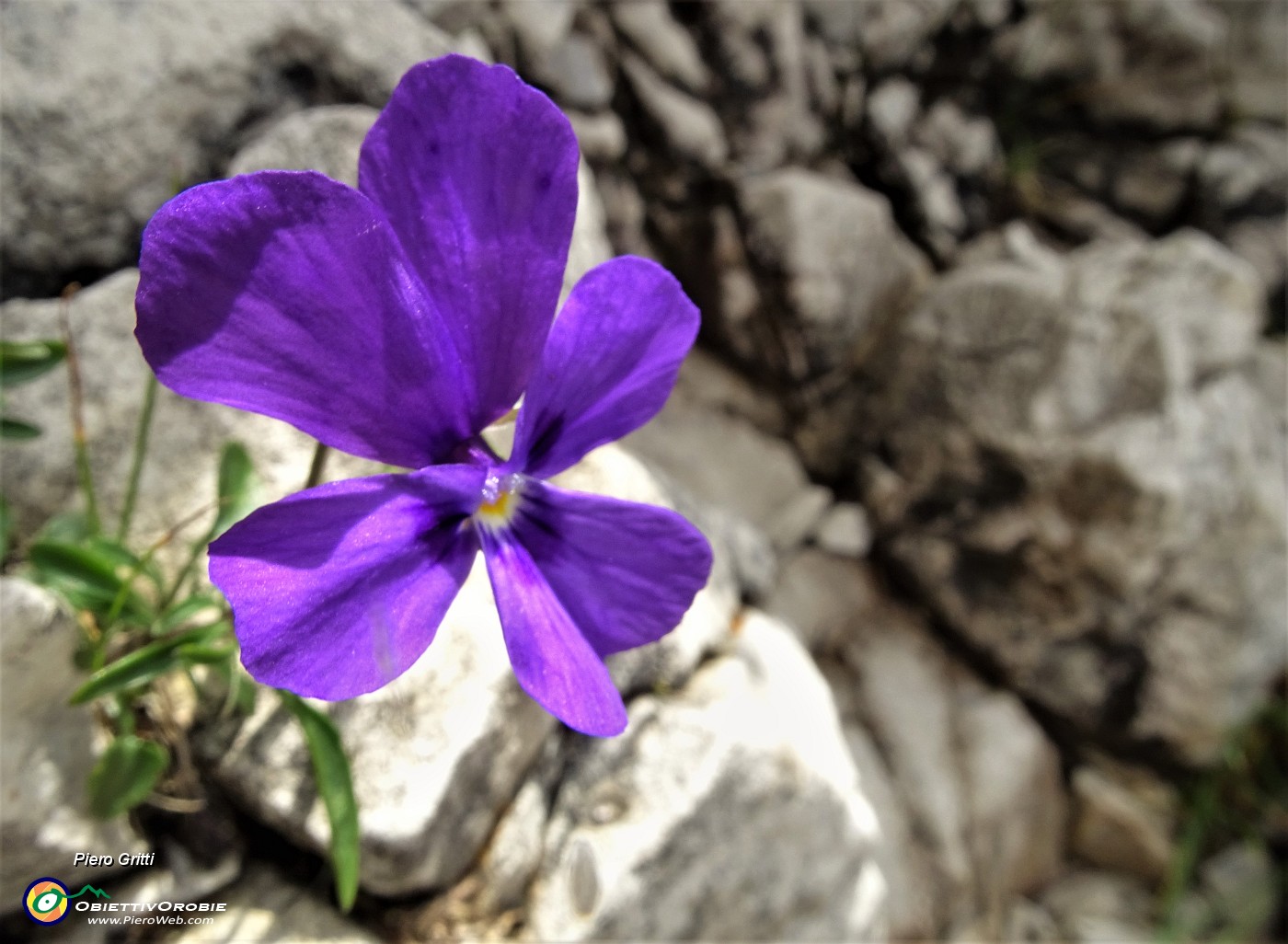 65 Una bella Viola di Duby (Viola dubyana) ci annuncia la vetta !.JPG